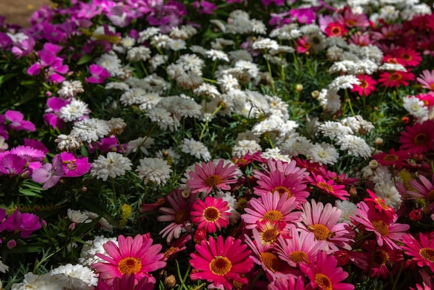 Piena fioritura di crisantemo bianco viola rosa su sfondo verde in primavera