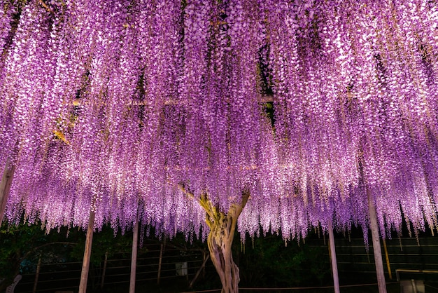 Piena fioritura Il traliccio di glicine gigante rosa viola si illumina di notte