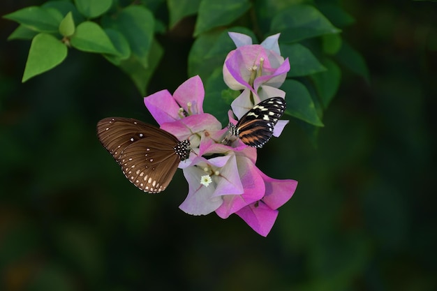 pieno di fiori