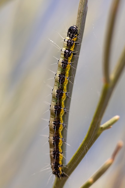 Pieris brassicae. Caterpillar nel suo ambiente naturale.