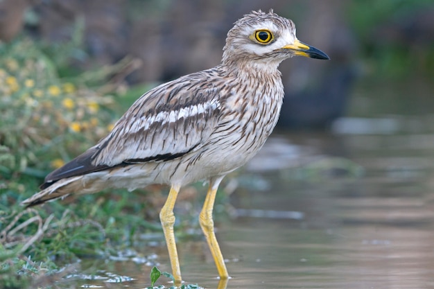 Pietra-chiurlo con le prime luci dell'alba in un punto d'acqua