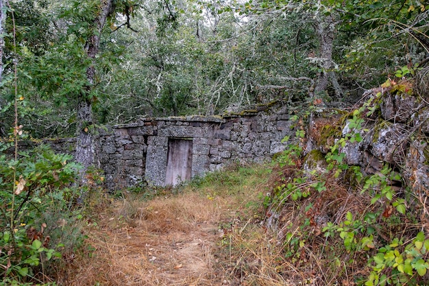 Pietra corraliza nella foresta di loma somera