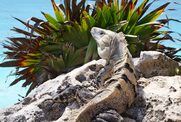 Pietra di iguana