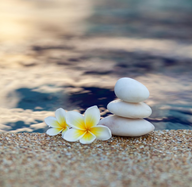 Pietre bianche e plumeria bianca vicino all'acqua in piscina