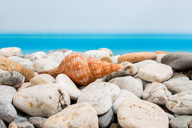 Pietre e conchiglie sulla spiaggia con pietre