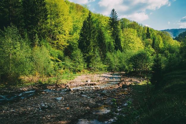 Pietre ed alberi dell'acqua sorgiva del fiume della montagna