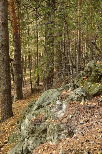 Pietre enormi in una foresta di pini primaverili villaggio Skripino Ulyanovsk Russia la pietra nella foresta Skrzypinski Kuchury