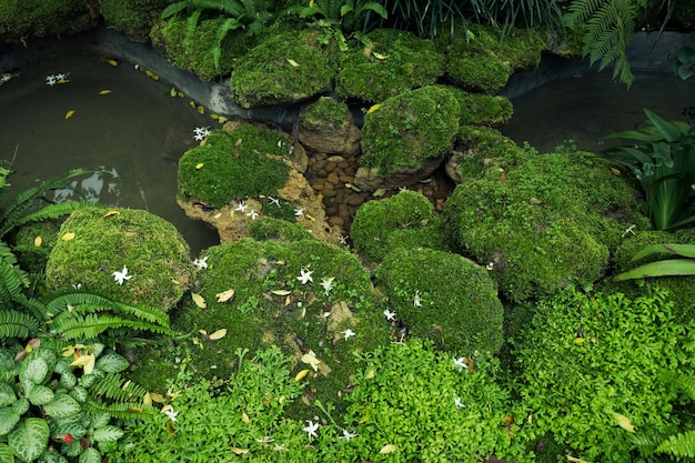 Pietre verdi della copertura del muschio e sul pavimento nella foresta