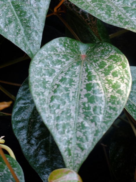 Pifferaio ornato. Il betel rosso è un vitigno coltivato per le sue proprietà medicinali. sirih semplice.