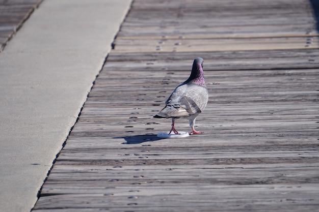 Pigeon on Peer