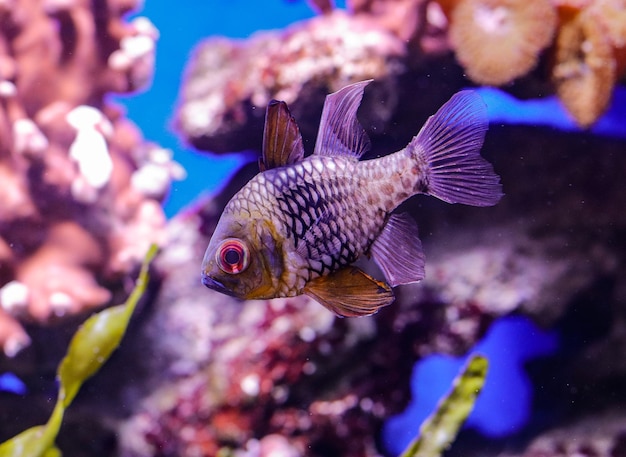 Pigiama pesce cardinale sul fondo del mare in un acquario