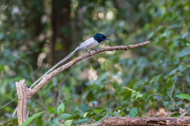 Pigliamosche asiatico di paradiso che si appollaia su un ramo