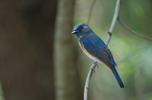 Pigliamosche blu dalla gola blu (rubeculoides di Cyornis) su un ramo in natura Tailandia