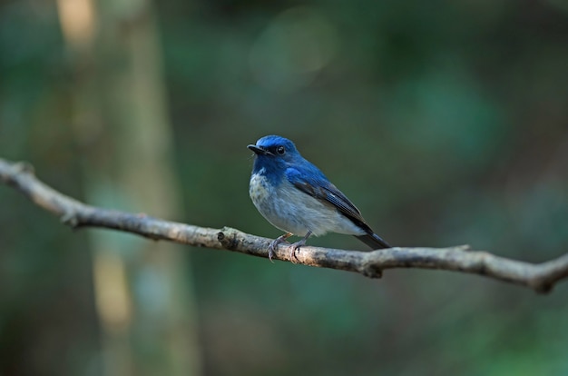 Pigliamosche blu di Hainan (Cyornis hainanus)