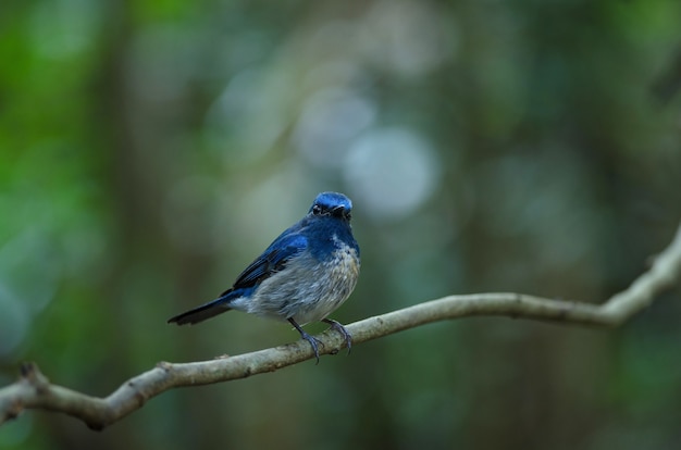 Pigliamosche blu di Hainan (Cyornis hainanus)