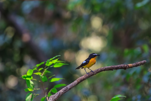 Pigliamosche dalla groppa gialla maschio (zanthopygia di Ficedula) in natura