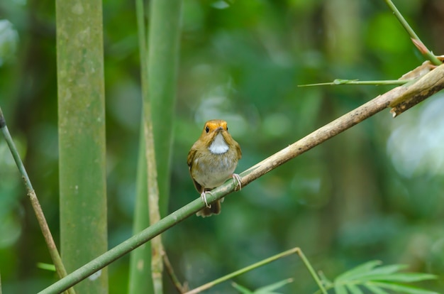 Pigliamosche dalle sopracciglia rufous (solitaris di Ficedula) sul ramo