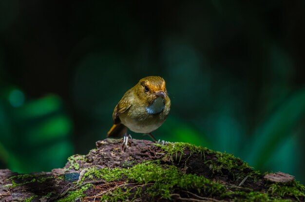 Pigliamosche dalle sopracciglia rufous (solitaris di Ficedula) sul ramo