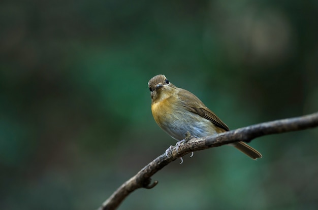 Pigliamosche femmina blu di Hainan (Cyornis hainanus)