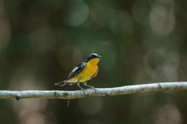 Pigliamosche groppa gialla maschio (Ficedula zanthopygia)