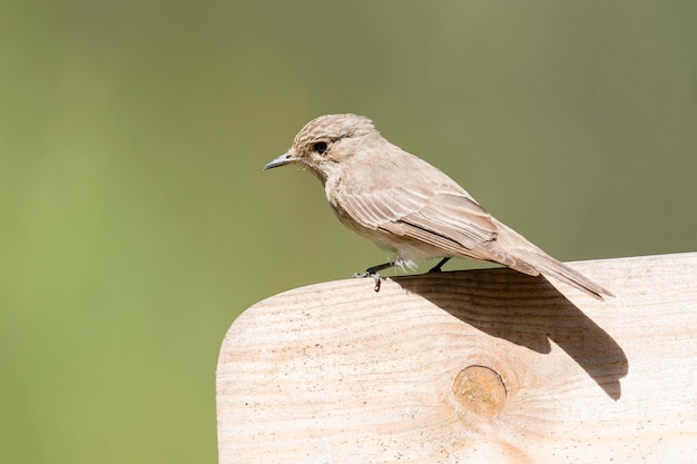 Pigliamosche maculato Muscicapa striata Cordoba Spagna