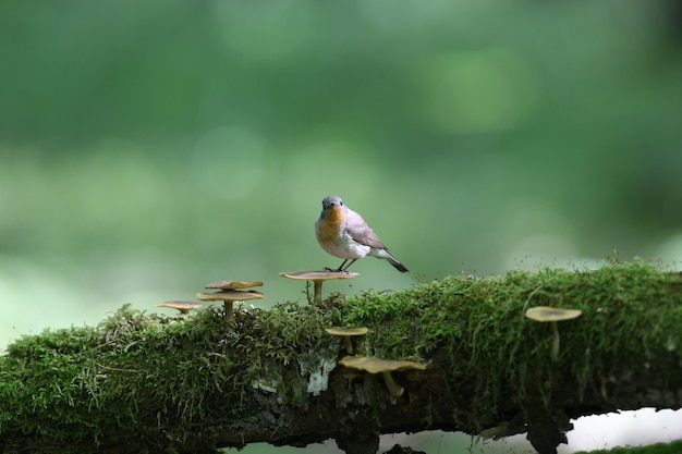 Pigliamosche maschio dal petto rosso (Ficedula parva) pone su un tronco di funghi coperto di muschio. Primo piano insolito e foto con luce soffusa a colori.