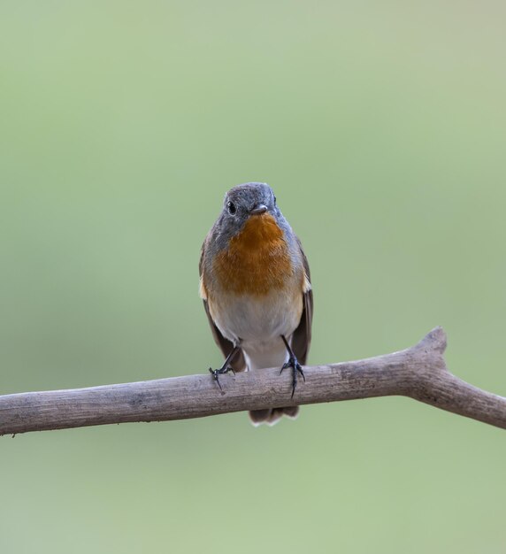 Pigliamosche pettirosso sul ramo dell'albero animalportrait