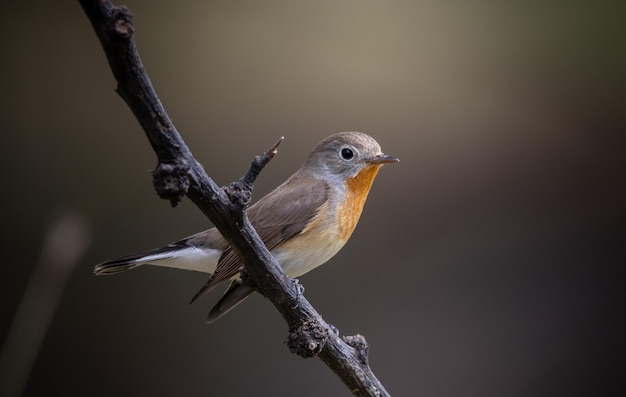 Pigliamosche pettirosso sul ramo dell'albero animalportrait