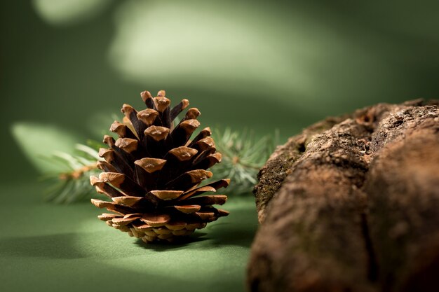 Pigna, corteccia di legno e muschio contro la parete verde. Natura morta minimalista.