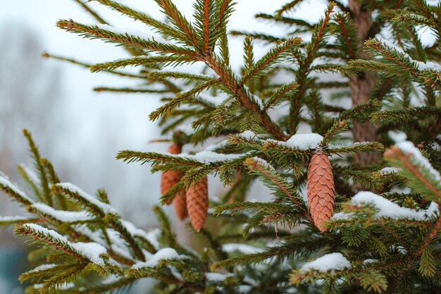 Pigna E Rami. Fondo della conifera all'aperto, bokeh. Capodanno, Natale, foresta