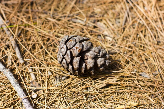 Pigna gialla secca e aghi di pino nella foresta