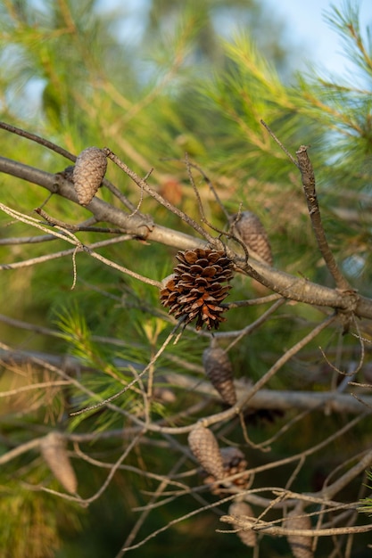 Pigna marrone aperta su un albero di pino