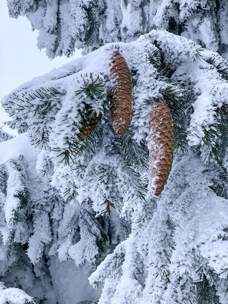 Pigne Bella foresta coperta di neve Abete Alberi nel paesaggio invernale Giornata gelida Immagine panoramica di pino Concetto di natura