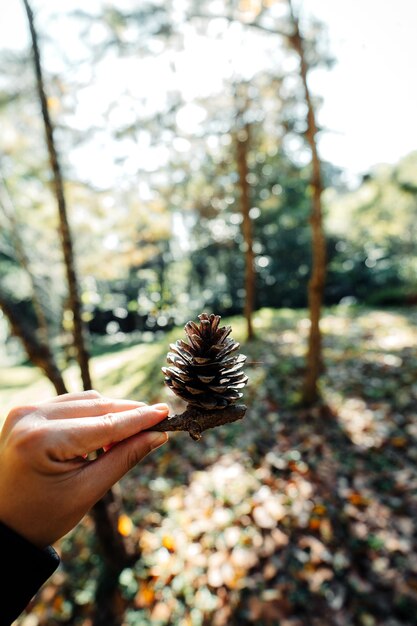 Pigne e foglie di pino nella foresta, decorazioni natalizie