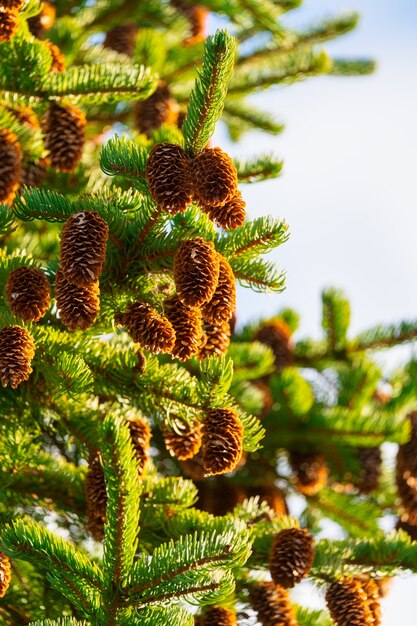 Pigne su abete con aghi spinosi nella foresta invernale con tempo soleggiato.