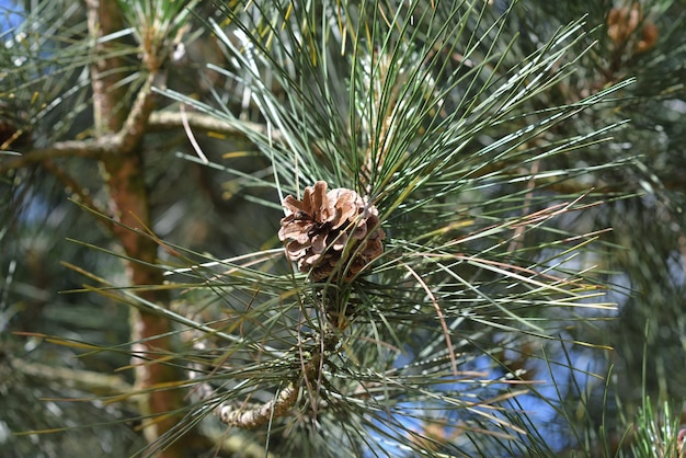 Pigne verdi su un ramo di pino in estate.