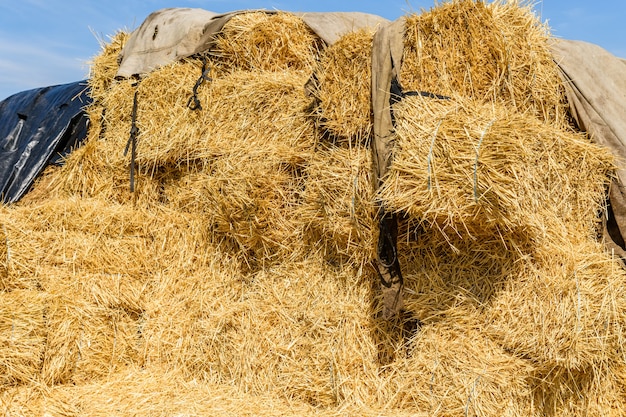 Pila delle balle di paglia rettangolari su un'aia