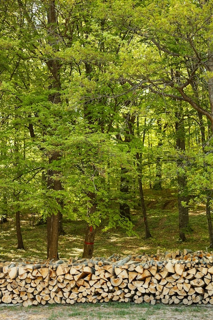 Pila di alberi tagliati