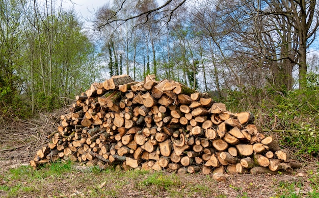 Pila di legno in foresta