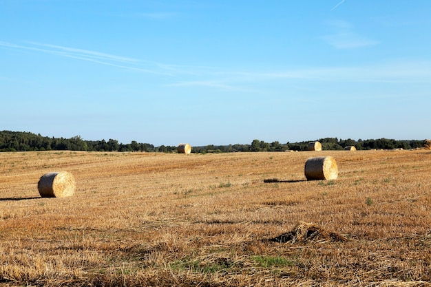 Pila di paglia di grano