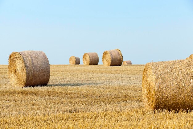 Pila di paglia nel campo