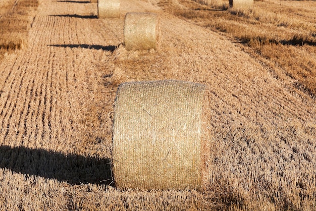 Pila di paglia nel campo