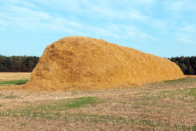 Pila di paglia nel campo