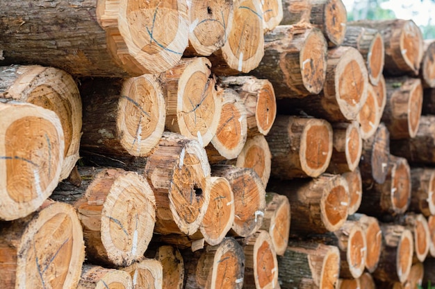 Pila di stock di legno. mucchio di legno sulla foresta