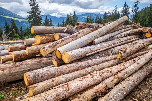 Pila di tronchi d'albero in una foresta di montagna