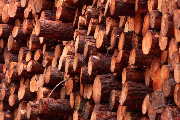 Pila di tronchi di legno per legna da ardere Pineta Legna da ardere appena tagliata e abbattuta