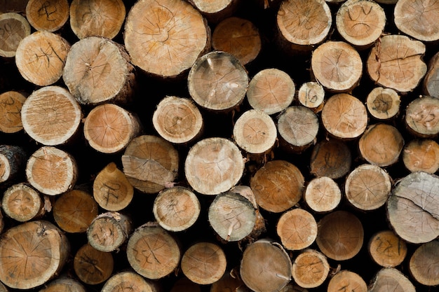 Pila di tronchi di legno. Sito di registrazione della foresta.
