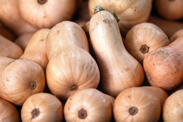 Pila di zucca su una bancarella del mercato