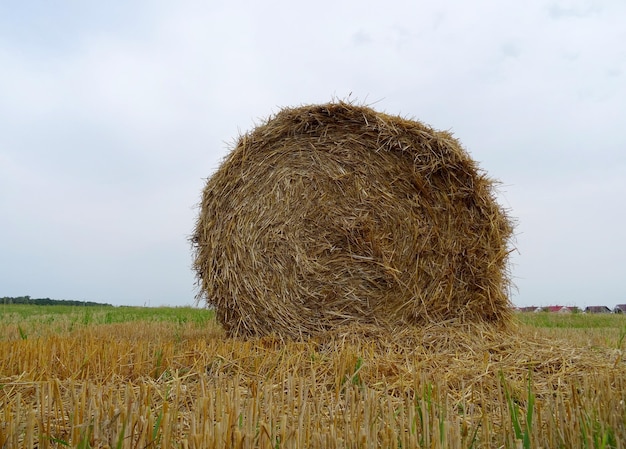 Pila Rotonda Di Fieno Pressato Su Un Campo