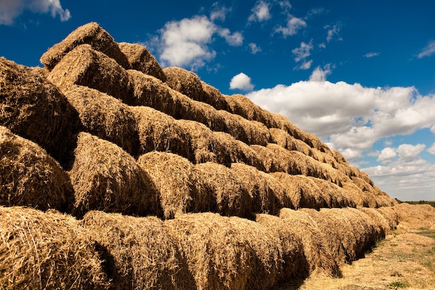 Pile di fieno dorato stratificato in file in campo in una limpida giornata estiva con cielo blu